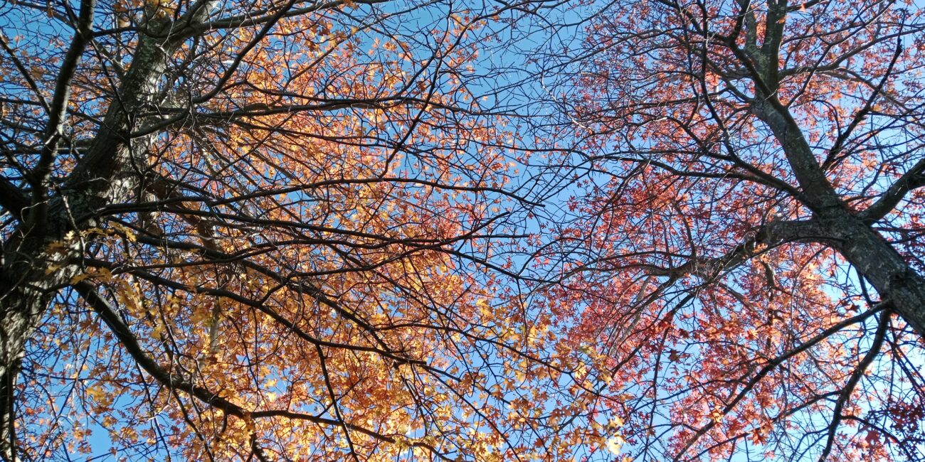 Autumn trees photographed from below.